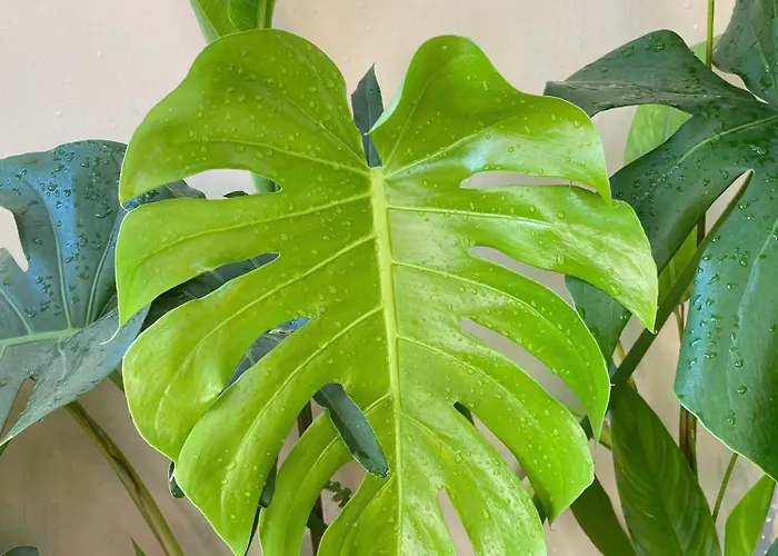 Bee Ở trọ